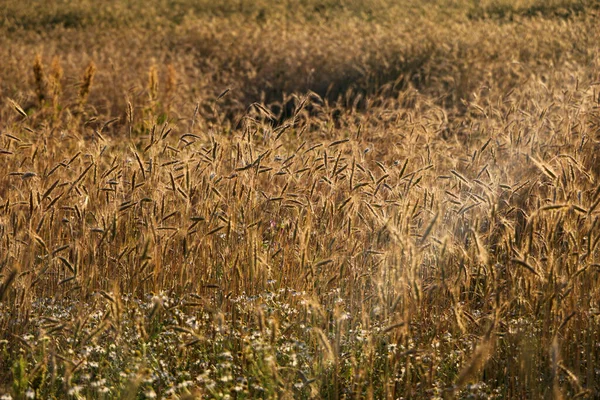 Золота Стигла Пшениця Яскравий Сонячний Літній День Зернове Поле Стиглої — стокове фото