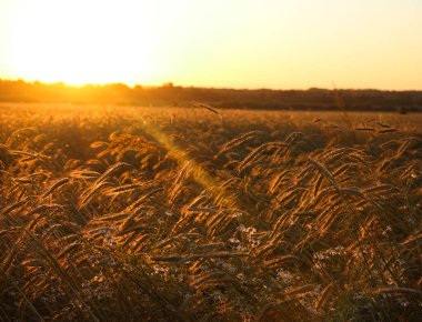 Güneşli bir yaz gününde altın gibi olgunlaşmış buğday. Açık güneş ışığında, mavi gökyüzüne karşı olgunlaşmış buğday tarlası. olgunlaşmış buğday başakları, altın taneler ve uzun filizlerle.