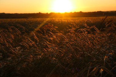 Güneşli bir yaz gününde altın gibi olgunlaşmış buğday. Açık güneş ışığında, mavi gökyüzüne karşı olgunlaşmış buğday tarlası. olgunlaşmış buğday başakları, altın taneler ve uzun filizlerle.