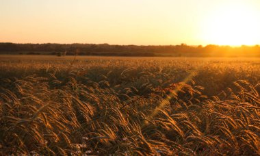 Güneşli bir yaz gününde altın gibi olgunlaşmış buğday. Açık güneş ışığında, mavi gökyüzüne karşı olgunlaşmış buğday tarlası. olgunlaşmış buğday başakları, altın taneler ve uzun filizlerle.