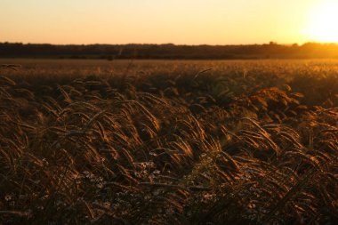 Güneşli bir yaz gününde altın gibi olgunlaşmış buğday. Açık güneş ışığında, mavi gökyüzüne karşı olgunlaşmış buğday tarlası. olgunlaşmış buğday başakları, altın taneler ve uzun filizlerle.