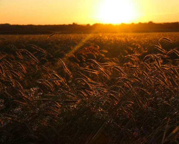Güneşli bir yaz gününde altın gibi olgunlaşmış buğday. Açık güneş ışığında, mavi gökyüzüne karşı olgunlaşmış buğday tarlası. olgunlaşmış buğday başakları, altın taneler ve uzun filizlerle.
