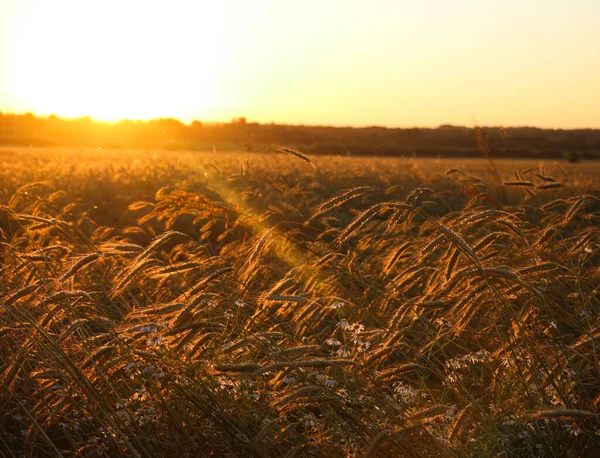 Güneşli bir yaz gününde altın gibi olgunlaşmış buğday. Açık güneş ışığında, mavi gökyüzüne karşı olgunlaşmış buğday tarlası. olgunlaşmış buğday başakları, altın taneler ve uzun filizlerle.