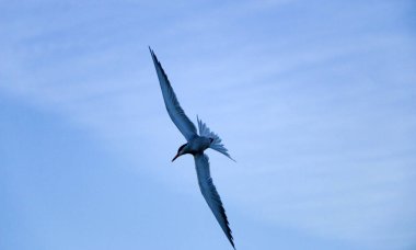 Küçük hızlı kuş kanatlarını açıyor. Bahar kırlangıcı doğanın arka planına doğru uçar, kanatlarını çırparak, ve hava akımlarına doğru yükselir..