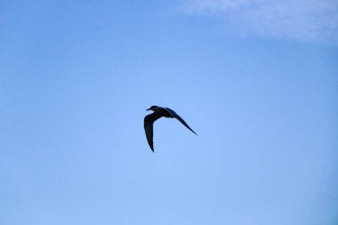 Küçük hızlı kuş kanatlarını açıyor. Bahar kırlangıcı doğanın arka planına doğru uçar, kanatlarını çırparak, ve hava akımlarına doğru yükselir..