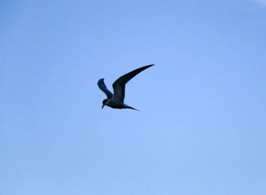 Küçük hızlı kuş kanatlarını açıyor. Bahar kırlangıcı doğanın arka planına doğru uçar, kanatlarını çırparak, ve hava akımlarına doğru yükselir..