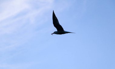 Küçük hızlı kuş kanatlarını açıyor. Bahar kırlangıcı doğanın arka planına doğru uçar, kanatlarını çırparak, ve hava akımlarına doğru yükselir..