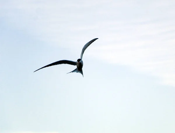 羽を広げて飛ぶ鳥は少し速い 春は自然を背景にハエを飲み込み羽を羽ばたき気流にはまり — ストック写真