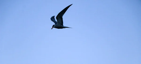 Little Swift Bird Flies Spreading Its Wings Spring Swallow Flies — Stock Photo, Image