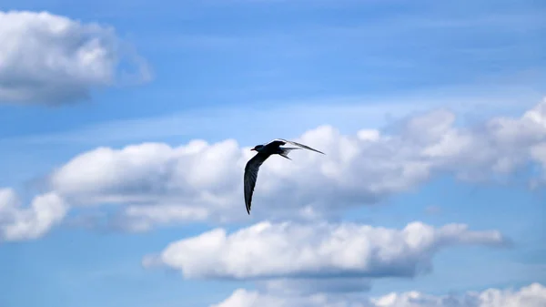 Pequeño Pájaro Veloz Vuela Extendiendo Sus Alas Golondrina Primaveral Vuela —  Fotos de Stock