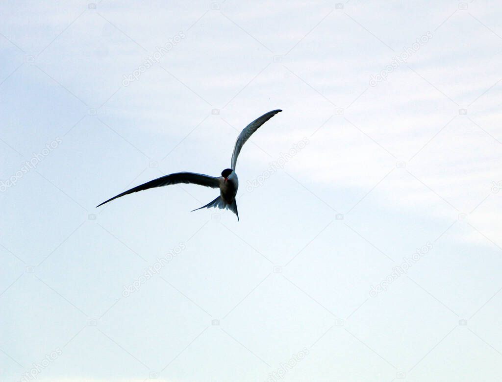 little swift bird flies spreading its wings. the spring swallow flies against the background of nature, flapping its wings, and soars falling into the air currents.