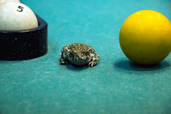 Een Gevlekte Groene Kikker Een Pooltafel Met Oude Vieze Biljartballen — Stockfoto