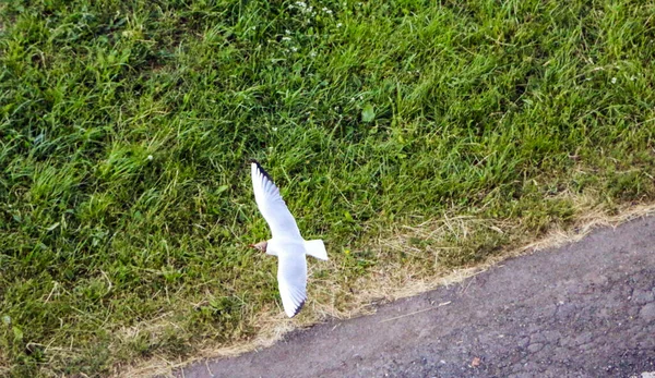 Small White Gull Spreading Its Wings Flies Ground Low Hover — Stock Photo, Image