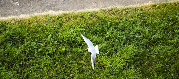 Small White Gull Spreading Its Wings Flies Ground Low Hover — Stock Photo, Image