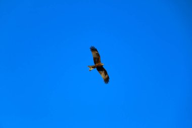 Genç ve güçlü bir şahin avlanmadan önce geniş kanatlarını açık gökyüzüne yayarak süzülür. Yırtıcı kuş şahin avcısı avını aramak için parlak mavi gökyüzünde uçar..