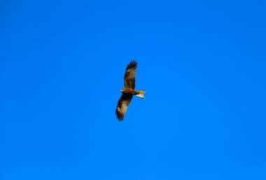 Genç ve güçlü bir şahin avlanmadan önce geniş kanatlarını açık gökyüzüne yayarak süzülür. Yırtıcı kuş şahin avcısı avını aramak için parlak mavi gökyüzünde uçar..