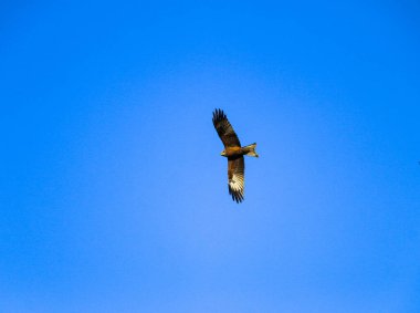 Genç ve güçlü bir şahin avlanmadan önce geniş kanatlarını açık gökyüzüne yayarak süzülür. Yırtıcı kuş şahin avcısı avını aramak için parlak mavi gökyüzünde uçar..