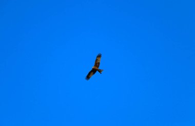 Genç ve güçlü bir şahin avlanmadan önce geniş kanatlarını açık gökyüzüne yayarak süzülür. Yırtıcı kuş şahin avcısı avını aramak için parlak mavi gökyüzünde uçar..