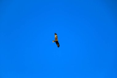 Genç ve güçlü bir şahin avlanmadan önce geniş kanatlarını açık gökyüzüne yayarak süzülür. Yırtıcı kuş şahin avcısı avını aramak için parlak mavi gökyüzünde uçar..