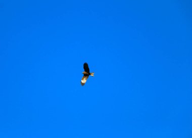 Genç ve güçlü bir şahin avlanmadan önce geniş kanatlarını açık gökyüzüne yayarak süzülür. Yırtıcı kuş şahin avcısı avını aramak için parlak mavi gökyüzünde uçar..