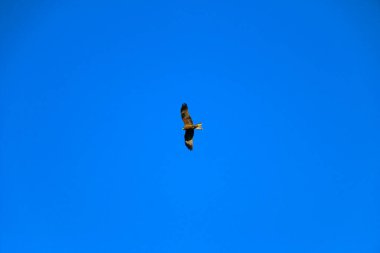 Genç ve güçlü bir şahin avlanmadan önce geniş kanatlarını açık gökyüzüne yayarak süzülür. Yırtıcı kuş şahin avcısı avını aramak için parlak mavi gökyüzünde uçar..