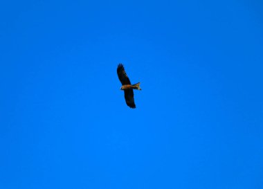 Genç ve güçlü bir şahin avlanmadan önce geniş kanatlarını açık gökyüzüne yayarak süzülür. Yırtıcı kuş şahin avcısı avını aramak için parlak mavi gökyüzünde uçar..