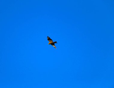 Genç ve güçlü bir şahin avlanmadan önce geniş kanatlarını açık gökyüzüne yayarak süzülür. Yırtıcı kuş şahin avcısı avını aramak için parlak mavi gökyüzünde uçar..