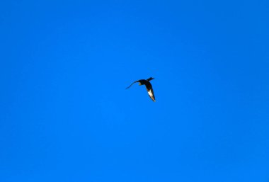 Genç ve güçlü bir şahin avlanmadan önce geniş kanatlarını açık gökyüzüne yayarak süzülür. Yırtıcı kuş şahin avcısı avını aramak için parlak mavi gökyüzünde uçar..