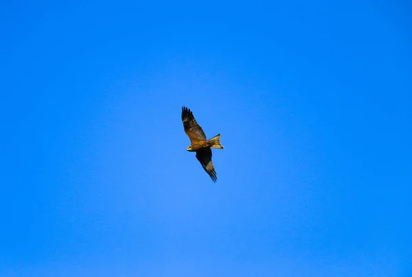 Jovem Falcão Forte Voa Estendendo Suas Grandes Asas Céu Claro — Fotografia de Stock