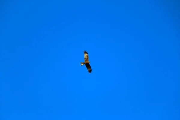 猎鹰之前 一只年轻强壮的猎鹰在晴朗的天空中展翅飞翔 猎鹰者在明亮的蓝天中飞来飞去寻找猎物 — 图库照片