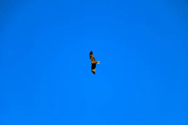 Jovem Falcão Forte Voa Estendendo Suas Grandes Asas Céu Claro — Fotografia de Stock