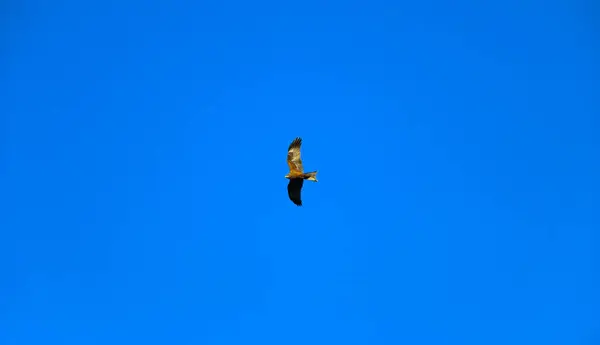 Jovem Falcão Forte Voa Estendendo Suas Grandes Asas Céu Claro — Fotografia de Stock