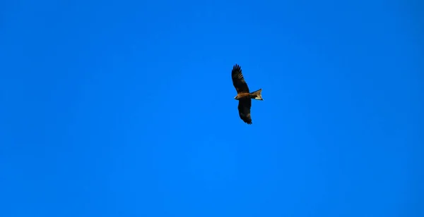 猎鹰之前 一只年轻强壮的猎鹰在晴朗的天空中展翅飞翔 猎鹰者在明亮的蓝天中飞来飞去寻找猎物 — 图库照片