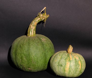 Karanlık bir arka planda parlak sulu olgun bir balkabağı. Renkli balkabağı, Cadılar Bayramı 'ndan önce olgunlaşmış sonbahar hasadı.