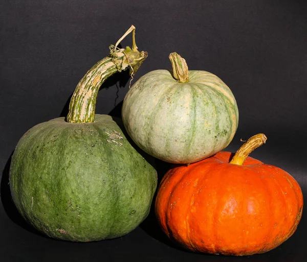 Heller Saftig Reifer Kürbis Auf Dunklem Hintergrund Farbiger Kürbis Herbstreife — Stockfoto