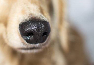 Altın uzun saçlı dachshund evde. Mutlu pet. İyi ekmekli ev favori. 