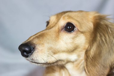 Altın uzun saçlı dachshund evde. Mutlu pet. İyi ekmekli ev favori. 