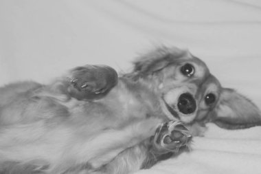 Altın uzun saçlı dachshund evde. Mutlu pet. İyi ekmekli ev favori. 