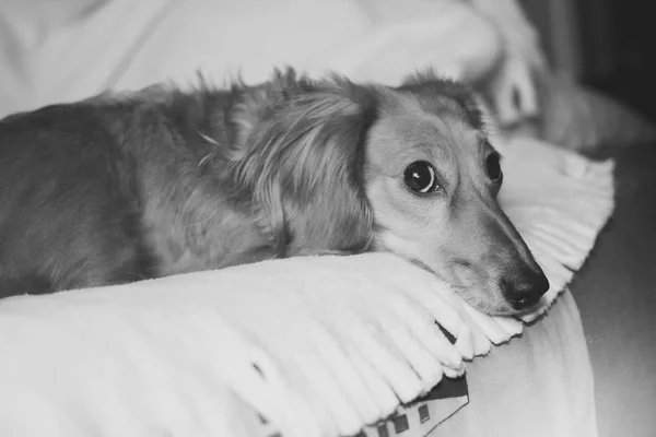 Χρυσή μακρυμάλλης είδος γερμανικού κυνηγετικού σκύλου στο σπίτι. Ευτυχισμένος κατοικίδιο ζώο. Πανέ καλά αγαπημένο σπίτι. — Φωτογραφία Αρχείου