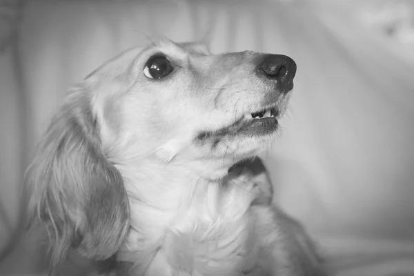 Dachshund de cabelos compridos dourados em casa. Feliz animal de estimação. Bem-empanado favorito de casa . — Fotografia de Stock