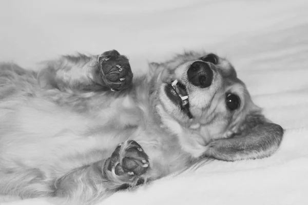 Dachshund de cabelos compridos dourados em casa. Feliz animal de estimação. Bem-empanado favorito de casa . — Fotografia de Stock