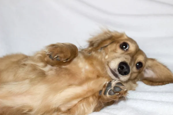 Dachshund de cabelos compridos dourados em casa. Feliz animal de estimação. Bem-empanado favorito de casa . — Fotografia de Stock