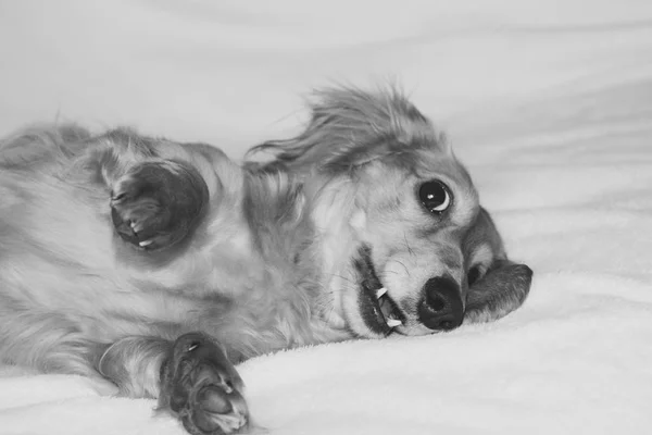 Golden long-haired dachshund at home. Happy pet. Well-breaded home favourite. — Stock Photo, Image