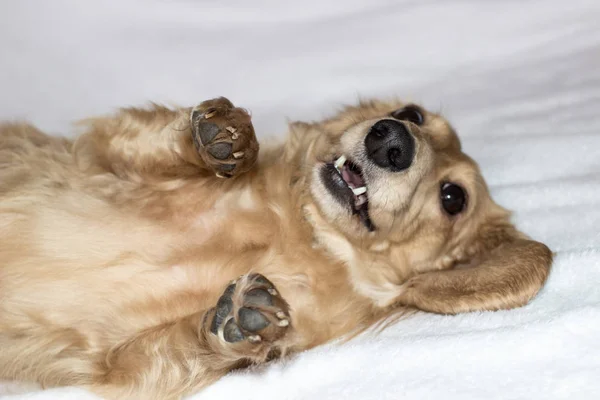 Χρυσή μακρυμάλλης είδος γερμανικού κυνηγετικού σκύλου στο σπίτι. Ευτυχισμένος κατοικίδιο ζώο. Πανέ καλά αγαπημένο σπίτι. — Φωτογραφία Αρχείου