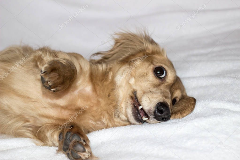 Golden long-haired dachshund at home. Happy pet. Well-breaded home favourite. 