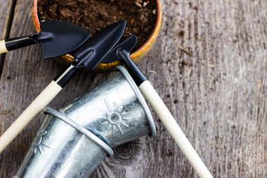 Bahçe aletleri ve sümbül çiçeği. İlkbahar ve yaz bitkileri yetiştirme. Dünya çevre ve doğa yakın arka plan büyüyor.