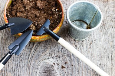 Bahçe aletleri ve sümbül çiçeği. İlkbahar ve yaz bitkileri yetiştirme. Dünya çevre ve doğa yakın arka plan büyüyor.
