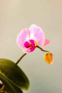 Açık mavi arka plan taze Orkide çiçek. Güzellik ve sağlık. Tebrik kartı. Kadınsı tasarım.