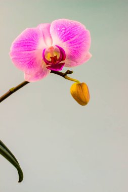 Açık mavi arka plan taze Orkide çiçek. Güzellik ve sağlık. Tebrik kartı. Kadınsı tasarım.