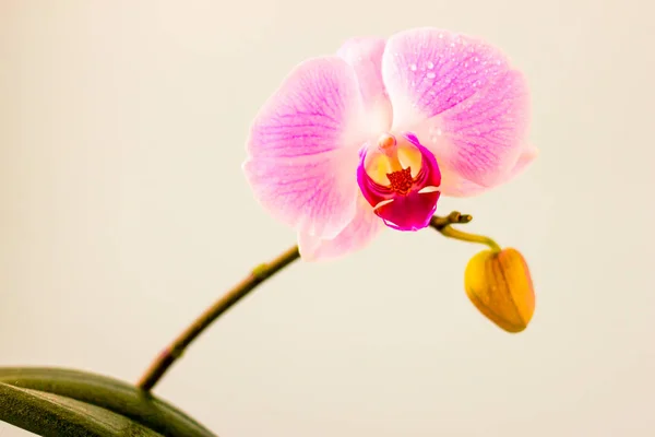 Flor fresca da orquídea no fundo azul claro. Beleza e saúde. Cartão de felicitações. Desenho feminino . — Fotografia de Stock